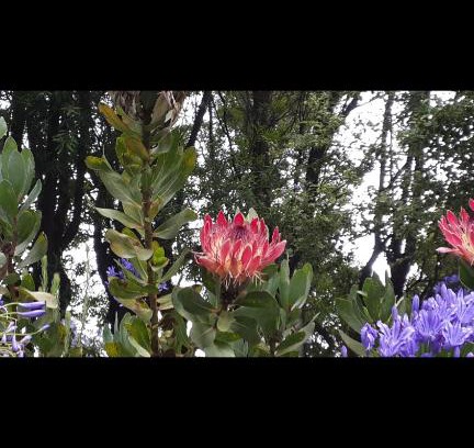 Ixopo House | Mac Nicol's Farm House B&B