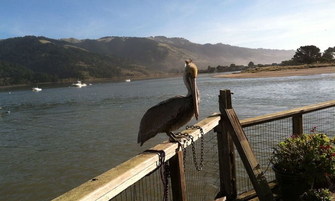 Bolinas Cottage | Magical Cottage Right on Bolina's Lagoon