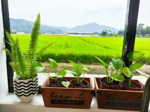Kampung Terang House | Mai Paddy Cottage, Balik Pulau