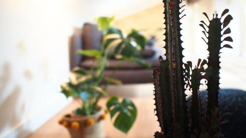 Hotel de Ville - Quinconces Apartment | Maison Bouquiere Le Pigeonnier