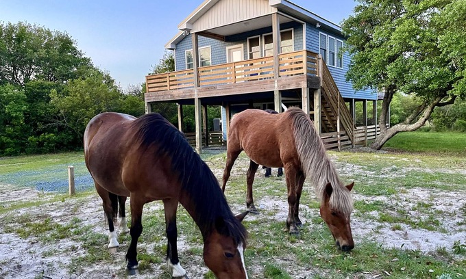 Carova Beach Cottage | ManeStay Modern Coastal Beach Cottage, where wild horses roam free!