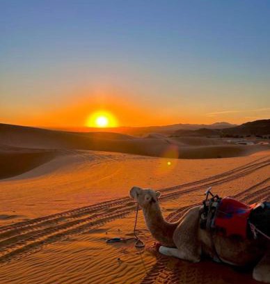 Merzouga Other | Merzouga Wildlife Desert Camp