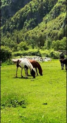 Theth House | Mikel Center Theth Guesthouse