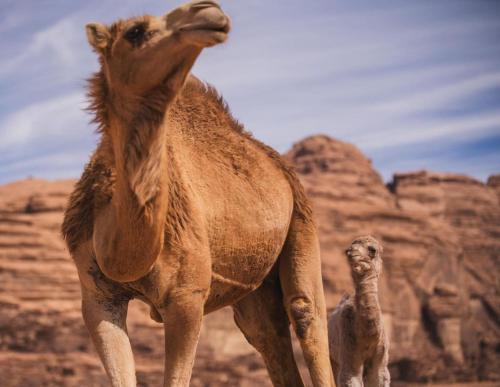 Wadi Rum Bed & Breakfast | mohamid zwaidih camp