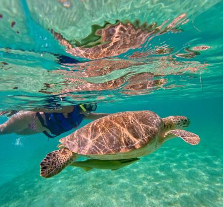 Akumal Other | Nado con tortugas marinas en akumal