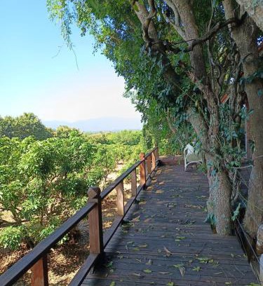 Phrao Other | Napahong forest camp