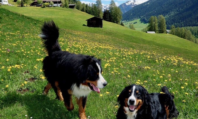 Davos RV Rental | Naturedome Glamping: Naturally luxurious