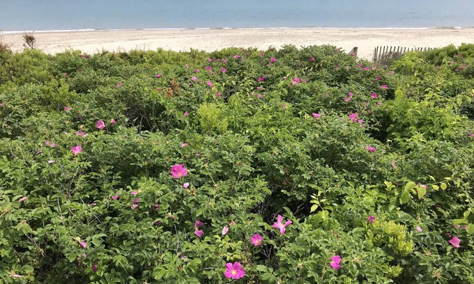 East Sandwich Cottage | Oceanfront Cottage on East Sandwich Beach -