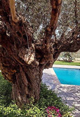 Afandou Villa | Olive Sense Villa with jacuzzi and sauna