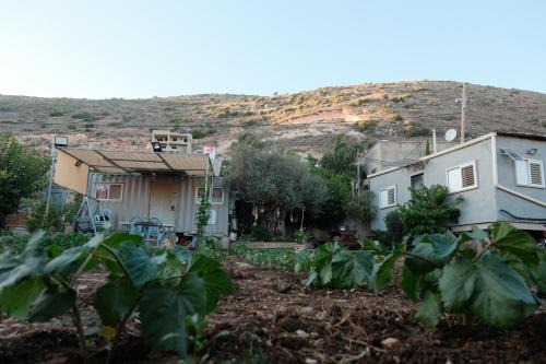 Majd el Kurum Other | Olive tiny house