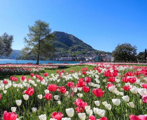 Lugano Apartment | One Only central City Penthouse