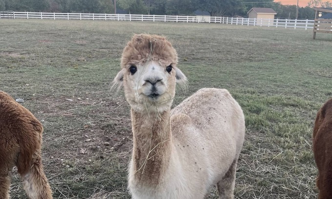 Flower Mound Other | “Paca” Bag and Experience a Piece of Country Near the City