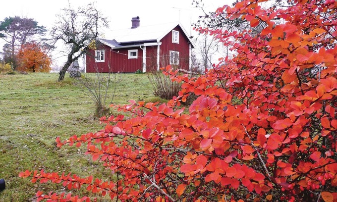 Hamneda House | Partially renovated cottage in the shady garden in Smålands Hamneda.