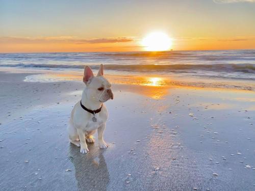 Crystal Beach House | Pet Friendly Beach vacay on a Budget