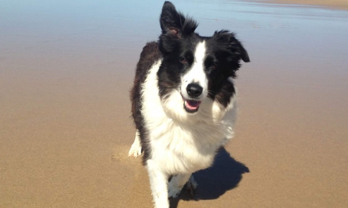 Coolum Beach Apartment | Pillows & Paws Pet Friendly Stays