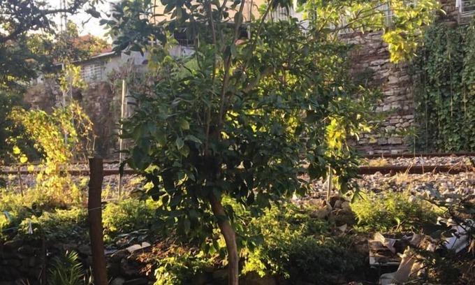 Sultanahmet Hostel | Piya Boutique Hotel