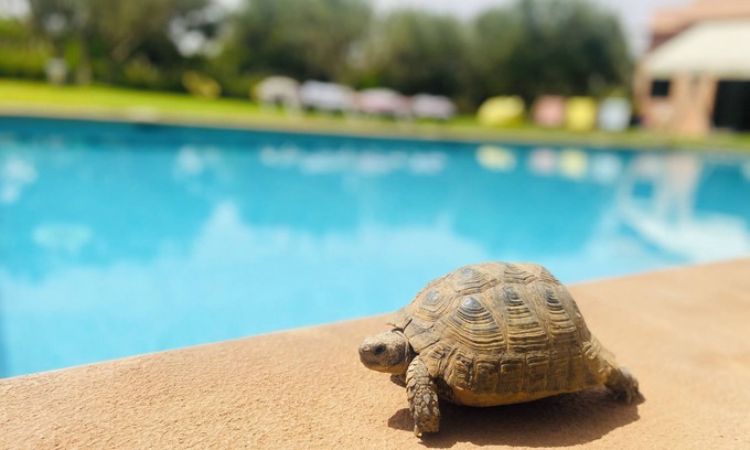 Agdal House | Prestige Serenity private double room with garden and pool overlooking the Atlas mountains!