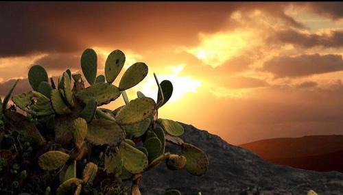 Milos House | Prickly Pear House