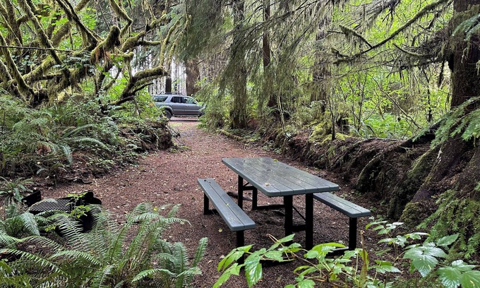 Forks RV Rental | Primitive Tent Site in Enchanted Rain Forest - Site #4