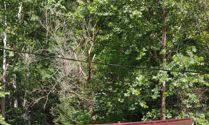 True Cabin | Quaint 1 Bedroom Retreat Cabin by the Creek