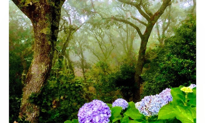 Monserrate House | Quinta Senhora da Vida - a house in the middle of the forest, overlooking the sea