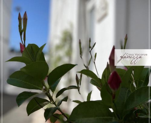 Alberobello House | Rebecca e Sofia Stone House affittacamere
