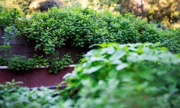Day Valley Other | Redwood Hideaway Yurt at Mountain Top Eco- Retreat