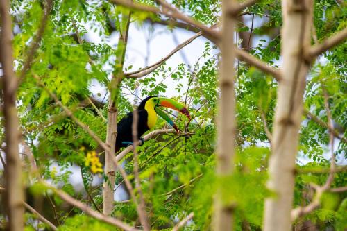 Northern Plains Apartment | Rio Celeste Birds Garden Apartment, Comodidad y Aire Acondicionado