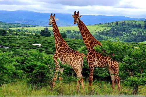 The Msunduzi Apartment | Rocky Valley Game Lodge