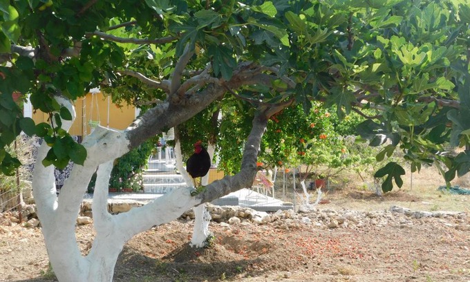 Menetai House | rooster