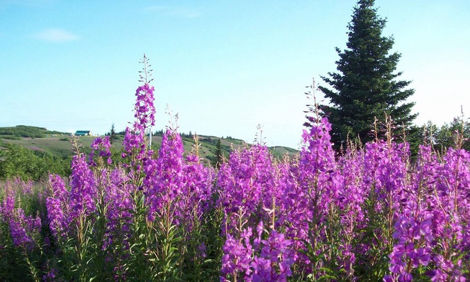 Nikolaevsk Apartment | Rural Alaska at its best! Great views including four active volcanoes on site.
