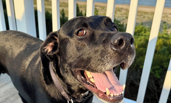Bethany Beach Cottage | Salty Paws Beach Cottage - Just Steps From the Shoreline!
