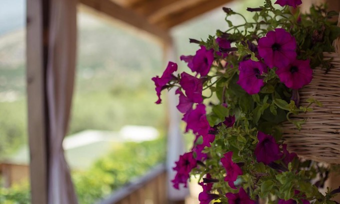 Jala Other | Scala Bungalows