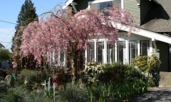 Wallingford Apartment | Seattle at its Best - the Premiere Walking Neighborhood!