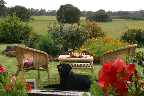Metricup Cabin | SilverSprings Spa Retreat Pet Friendly Cottages and Glampings