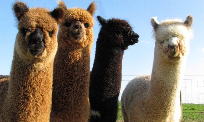 Waynesville Apartment | Sleeps 6 - Mountain Views! Enjoy watching Alpacas & Mini Horses from your deck!