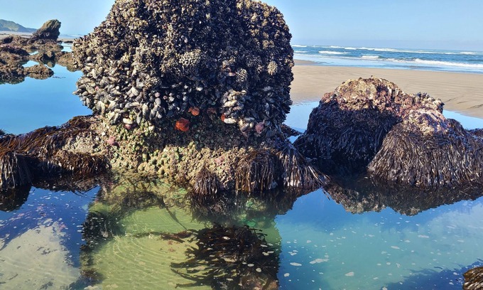 Bandon House | Stay Golden - Zen Oceanfront Retreat
