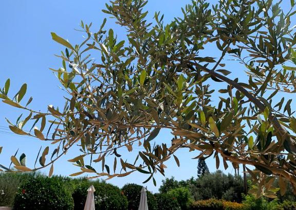 Pissouri Villa | Stephanie Villa