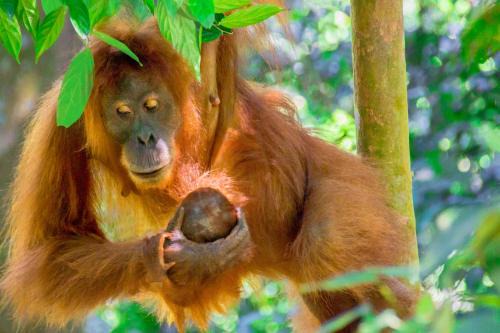 Bohorok Other | Sumatran OrangutanTRAILS