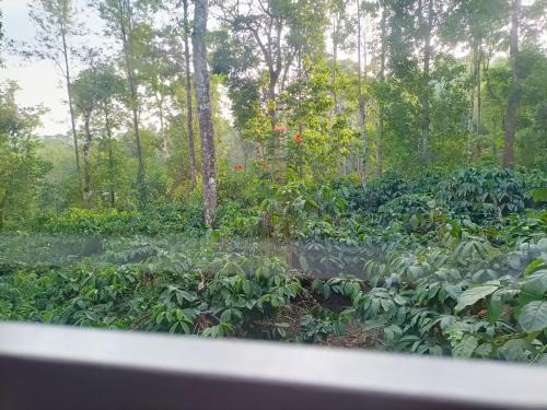 Madikeri House | Sunside Estate stay