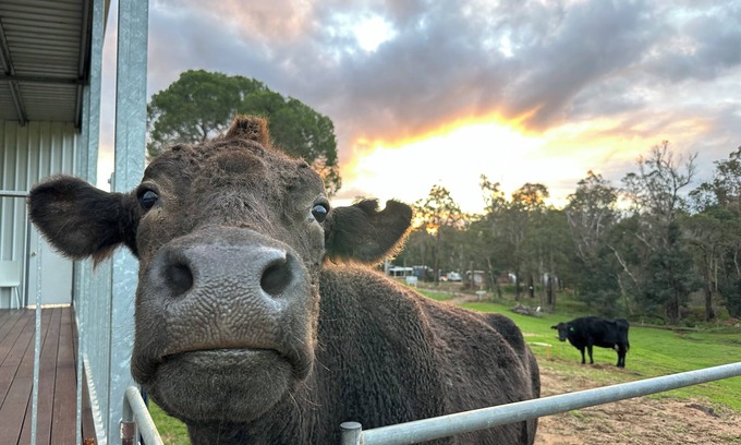 Nannup Ski Chalet | Tanjanerup Chalets "Winston"nFarm Stay. Meet Larry, Clementine, Lady & Floss