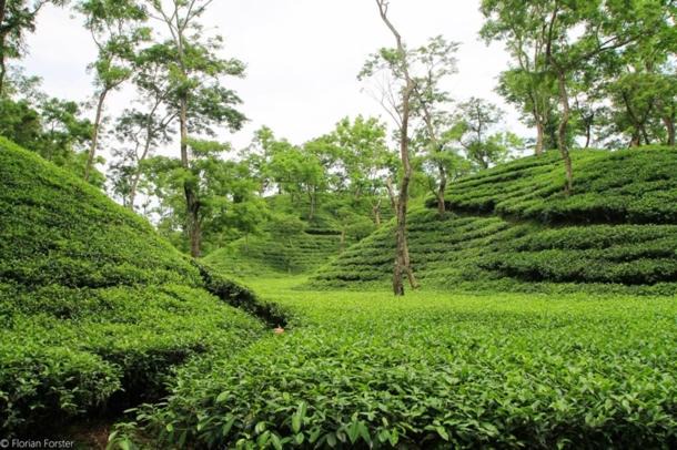 Sylhet Villa | Tea Garden with Banglow