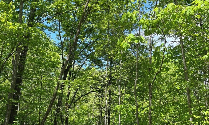 Sylva House | The BEST Pet friendly Sylva NC Mountain Retreat Near WCU and downtown❤️