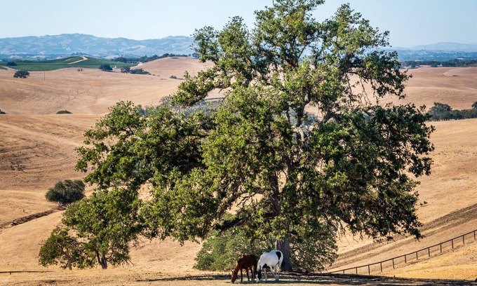 Paso Robles House | The Cottage at Loving Farm-A Vegan Sanctuary for Animal Lovers!