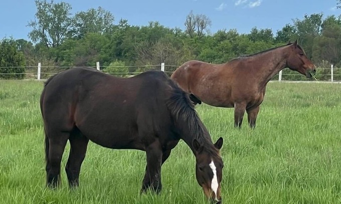 Town of Essex House | The horse ranch living and if you climb into the saddle be ready for the ride