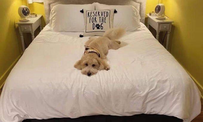 Mars Hill House | The Lemon Drop. 💛A Pup’s Dream Vacay!