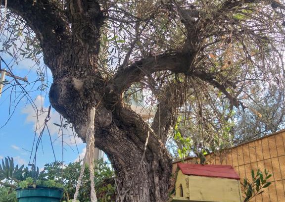 Vistalba House | the olive house