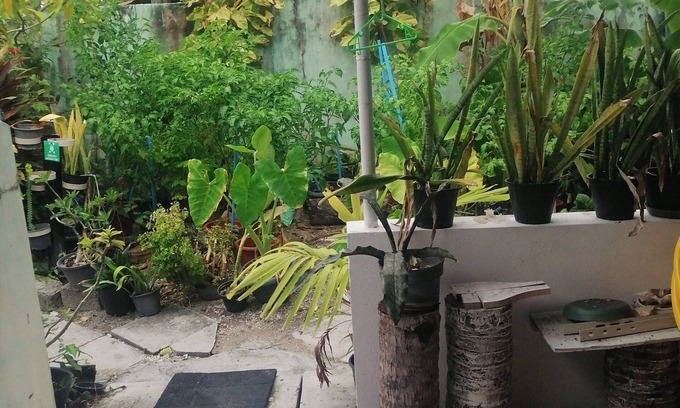 Hithadhoo House | The Rose Garden House