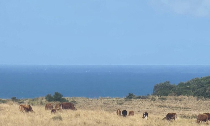 Willowvale Other | The sunrises above the sea, a stretch of a farm and moving ships in the Ocean