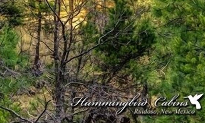 Ruidoso Cabin | The Tree House: 'Living above the Trees!'